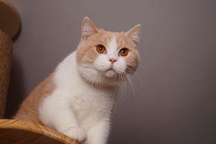 藍(lán)貓是什么品種，是英國(guó)短毛貓的彩色變種