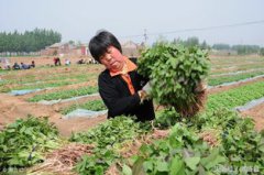 紅薯苗怎么培育,在移栽種植前2個月育苗