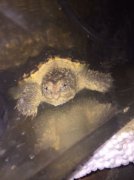 純佛鱷龜和雜佛鱷龜的區別，佛鱷又稱為佛羅里達蛇鱷龜