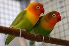 綠桃鸚鵡會說話嗎，會說話壽命可以達到12～20年