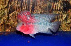 羅漢魚吃什么最好,紅蚯蚓、紅線蟲(chóng)、面包蟲(chóng)、小魚、小蝦等