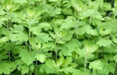 艾葉種植畝產多少斤,三季一共可以收獲600公斤