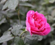 花中皇后是什么植物，其實就是指的月季花