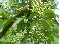 花椒苗怎么培育,需要在每年的2~3月份進行培育