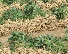 花生米多少錢一斤,一般6.5元上下一斤