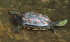 花龜和草龜的區別，花龜的腹甲呈棕黃色草龜的腹甲是黑色