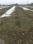 蘇州雞頭米多少錢一斤,2019年零售價格為120元-180元一斤