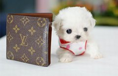 茶杯犬怎么培育出來的,對未發育完全的胚胎進行剖腹產