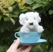 茶杯犬的壽命有多長，只有2~6年的壽命一般在4年左右