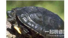 草龜怎么養，飼養草龜可以在池塘也可以在水缸里