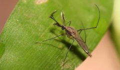 蚊子的壽命有多長，從18天至數周不等庫蚊屬生活史10～14天