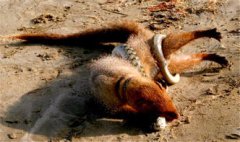 蛇的天敵是什么動物,蛇獴、蛇鷲、蜜獾、眼鏡王蛇等