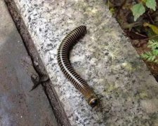 蜈蚣是什么動物,屬于陸生節肢動物