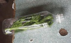 蝸牛沒土可以養嗎,土對于蝸牛來說是極其重要的