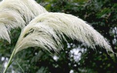 蒹葭是什么植物，常見的多年水生或濕生禾本科植物蘆葦