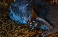 藍貓多少錢一只,在1000-2000元左右