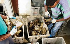 藍(lán)色血液的海洋生物，鱟是地球唯一藍(lán)色血液的生物