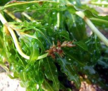 蝦吃什么水草，扁擔(dān)草、菹草、冷水草