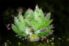 蝦吃什么東西長得快，喂食藻類植株、水蚯蚓、瓜果菜葉以及米糠等