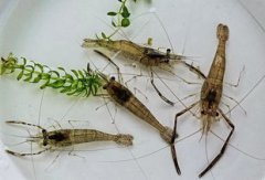 蝦吃什么，食性很雜一般吃水面的有機物