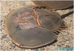 血是藍(lán)色的海洋生物，是鱟又被稱為馬蹄蟹