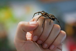 蜘蛛咬人有毒嗎,沒有毒只有少部分的蜘蛛對人體是有害的