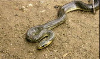 螳螂咬人有毒嗎,咬人沒有毒