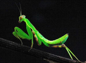 螳螂飛到家里什么寓意,是一種好的征兆