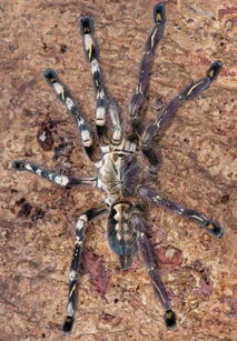 蟑螂是雌雄同體嗎，不同體它們是雌雄異體的生物