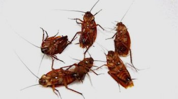 蟑螂雌雄同體嗎,不同體它們是雌雄異體的生物