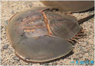 血是藍色的海洋生物,是鱟又被稱為馬蹄蟹