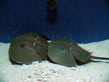 血液是藍色的海洋生物, 鱟的血液遇氧后呈罕見的藍色