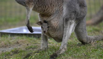 袋鼠育兒袋是公還是母,袋鼠育兒袋是母的