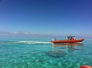 西沙群島的資料三年級, 西沙群島的海底有許多小動物