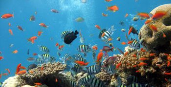 西沙群島的資料三年級, 西沙群島的海底有許多小動物