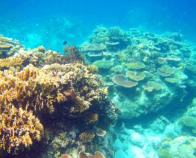 西沙群島的資料三年級, 西沙群島的海底有許多小動物