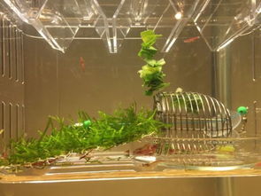 觀賞蝦吃什么,最常喂的東西就是菠菜