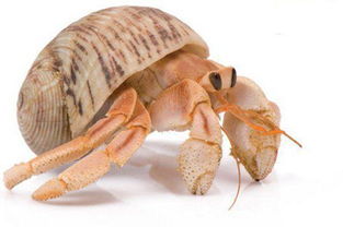 適合家養不臭的動物,刺猬豚鼠倉鼠雪貂