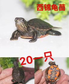 適合家養的大型龜,草龜、緬陸龜、 錦龜、火焰龜