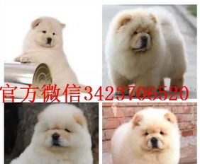 適合家養的狗,泰迪、邊境牧羊犬、八哥犬