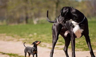 適合家養的霸氣巨型犬，巨型貴賓、大白熊犬、拉布拉多獵犬