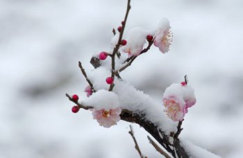 遙知不是雪為有暗香來是什么植物，是梅花