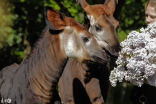 長(zhǎng)頸鹿生活在哪里，分布于非洲剛果東部的熱帶雨林中