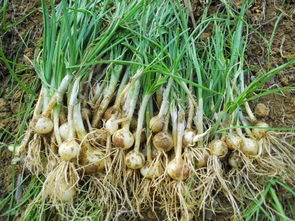 野蒜種植畝產多少斤，種植畝產5000斤