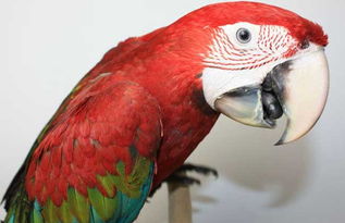 金剛鸚鵡會說話嗎,金剛鸚鵡會說話