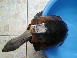 金錢龜和草龜的區別,草龜的甲橋是橘黃色的,金線龜是沒有甲橋的