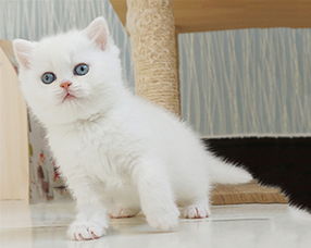 銀漸層貓是什么品種，分兩種：英國銀漸層和美國銀漸層