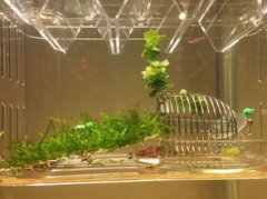 觀賞蝦吃什么，最常喂的東西就是菠菜