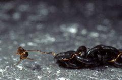 跳蚤的壽命有多長，壽命50天的跳蚤的適應及生存能力非常強