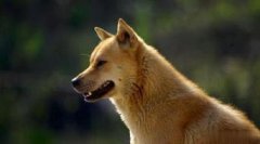 適合家養不掉毛的狗狗,中華田園犬、泰迪犬、吉娃娃